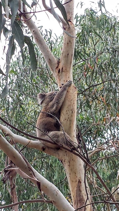 koala_kangaroo_island_australie